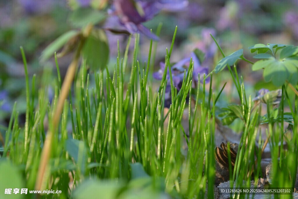 春日葱郁草地