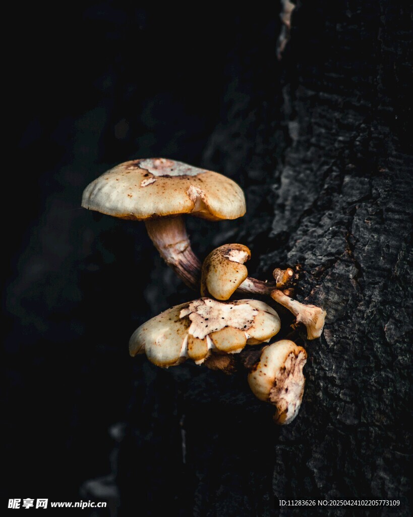 木上生长的蘑菇