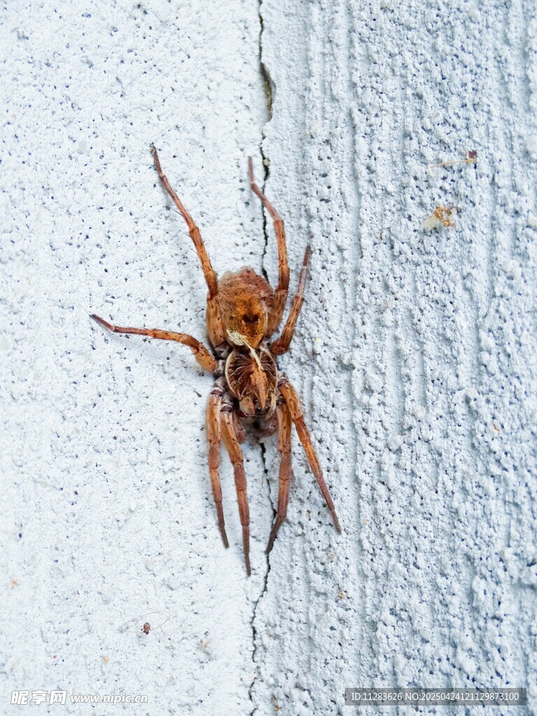 墙上的棕色蜘蛛