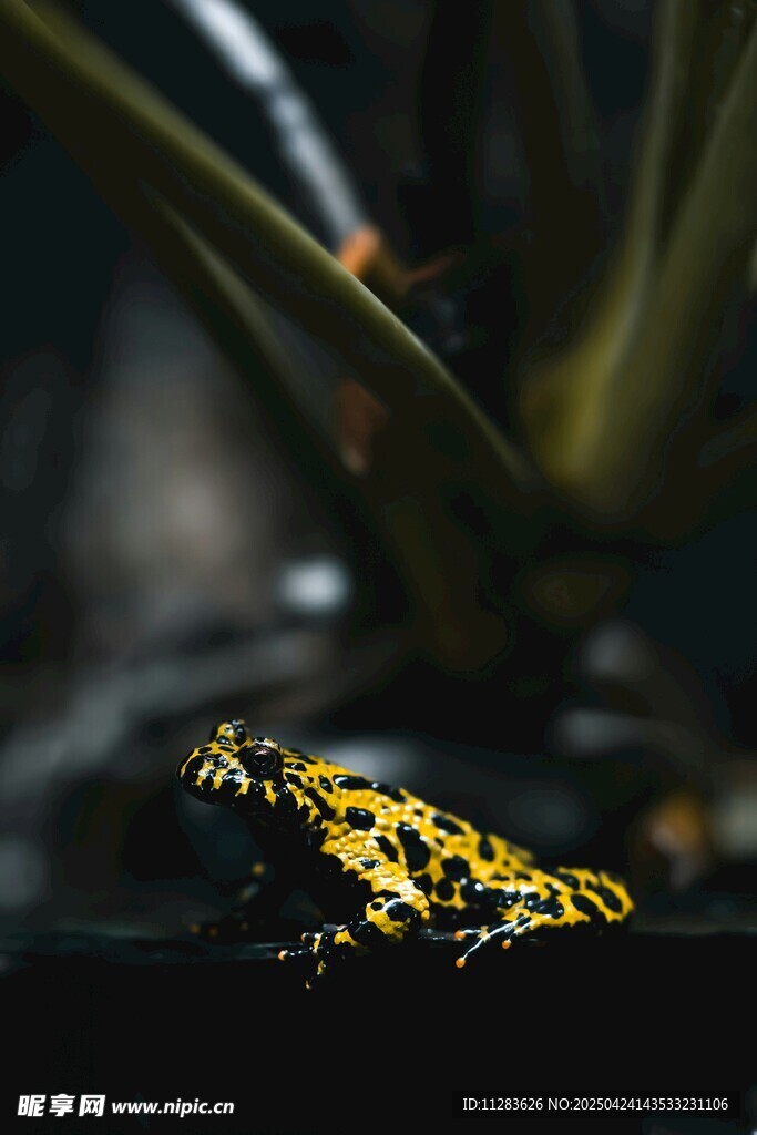 金黄斑点蛙特写