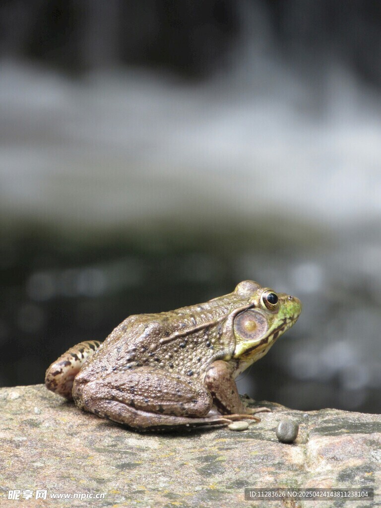 岩石上的青蛙