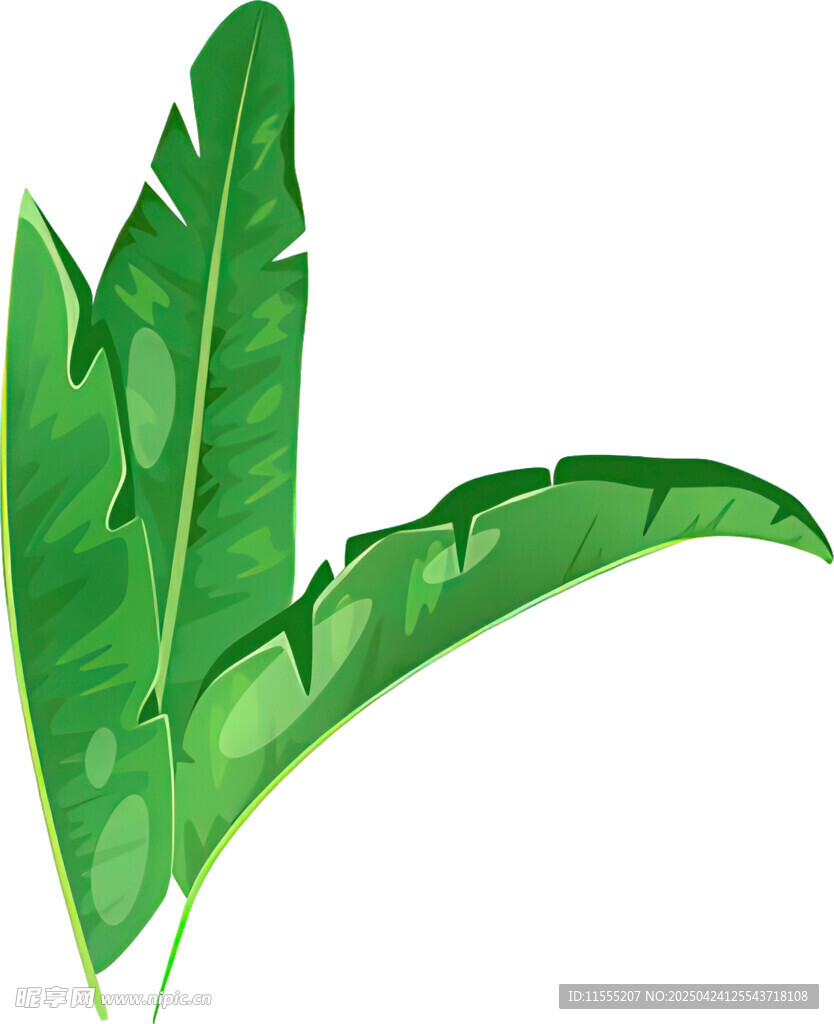 翠绿芭蕉叶插画