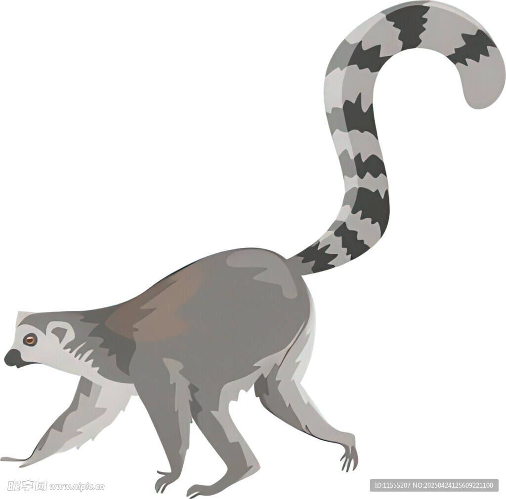 狐猴插画