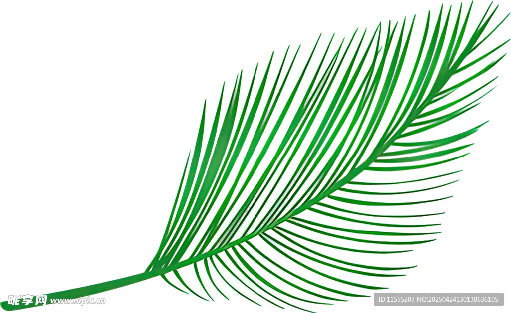 绿色棕榈叶植物素材