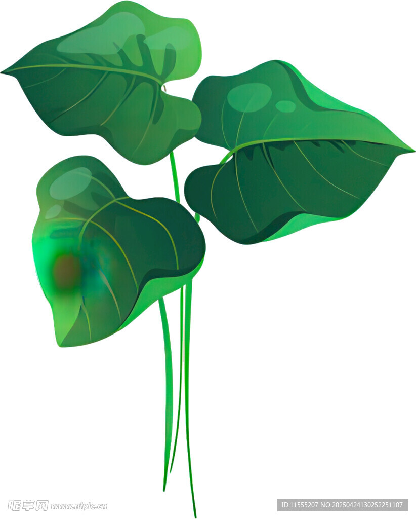 翠绿海芋植物插画