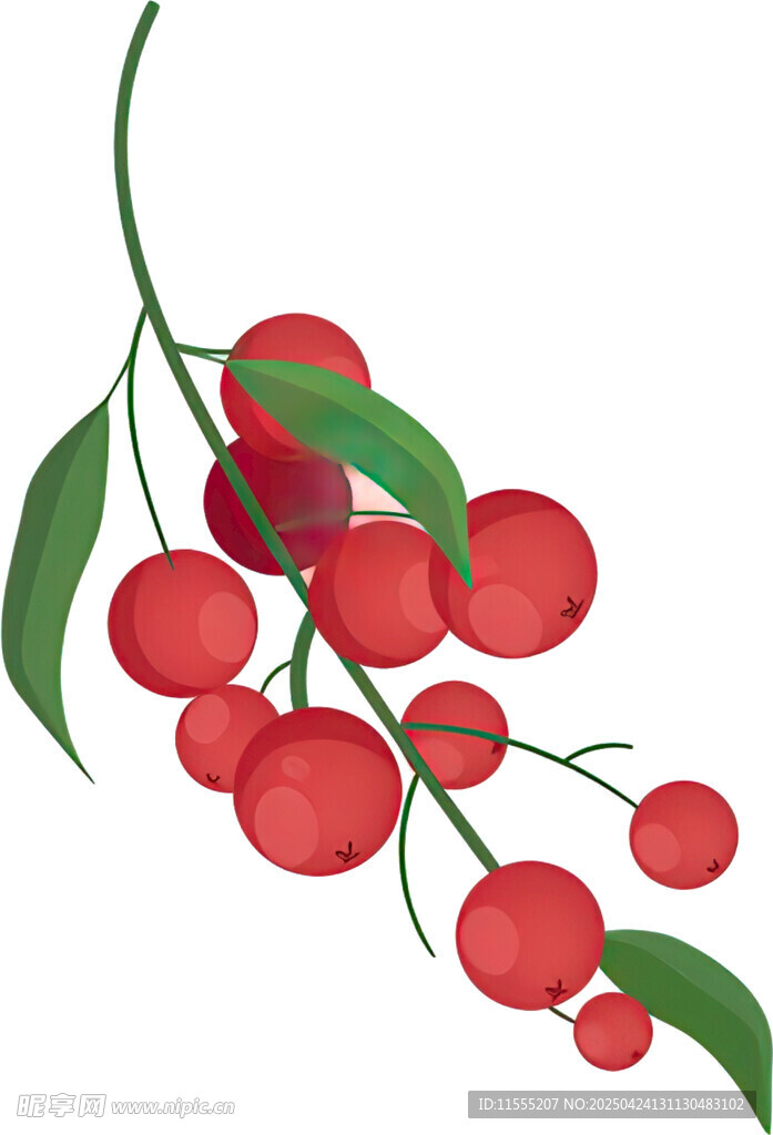 红樱桃枝叶插画