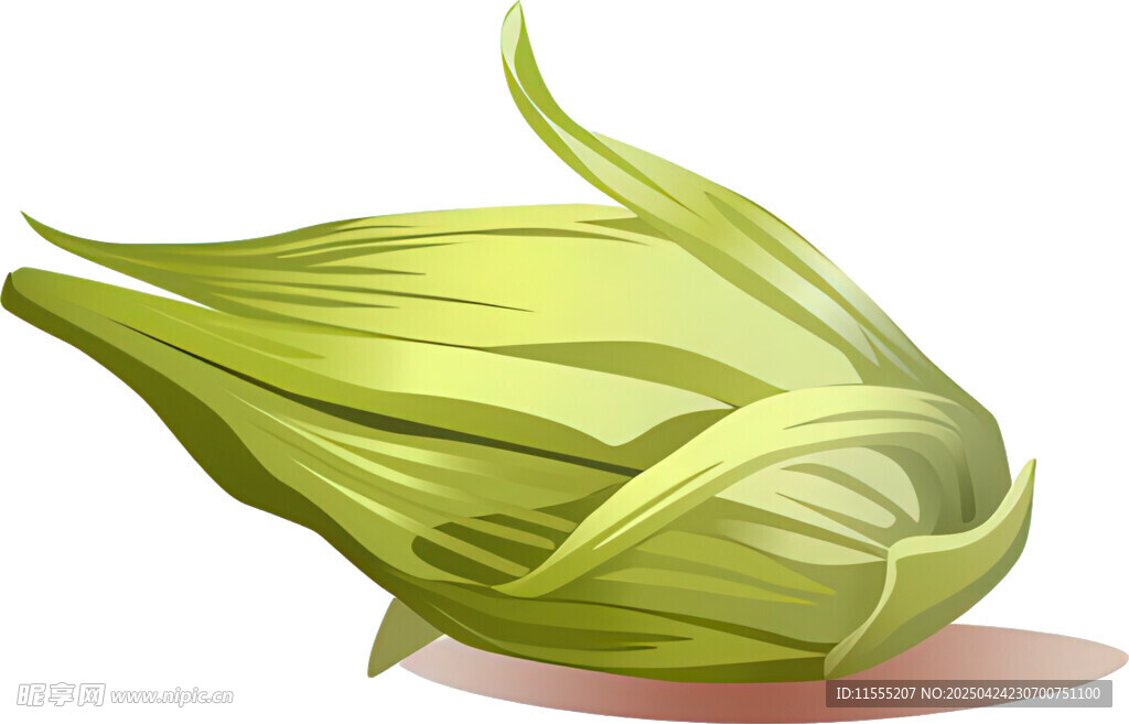 绿色玉米苞叶插画