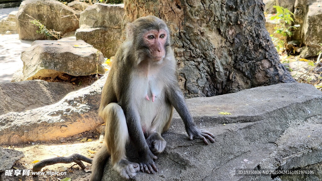 石上独坐的猕猴