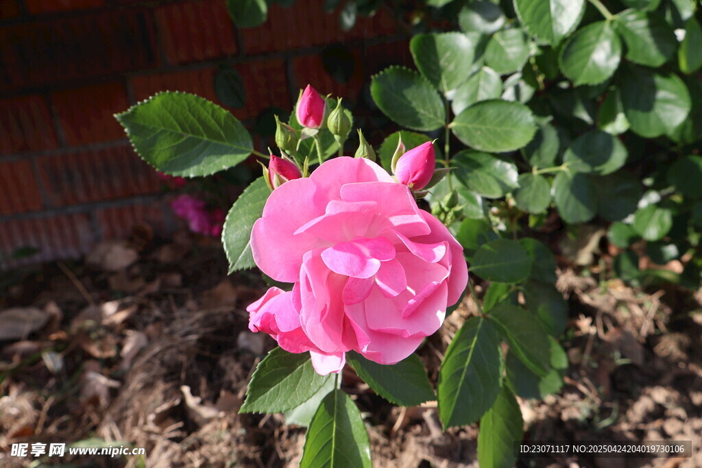 月季花