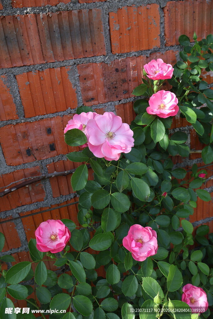 月季花
