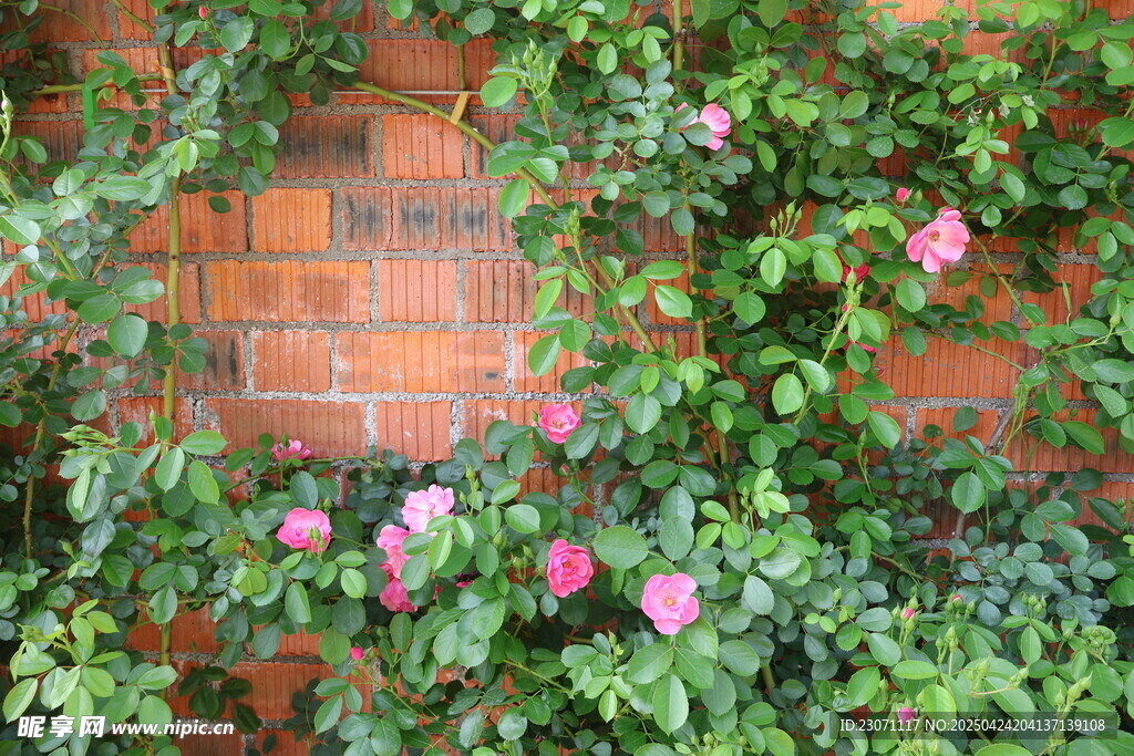 月季花