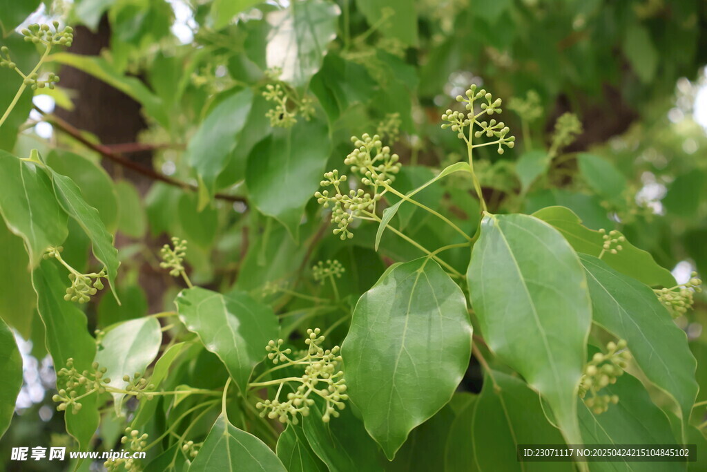 香樟树开花