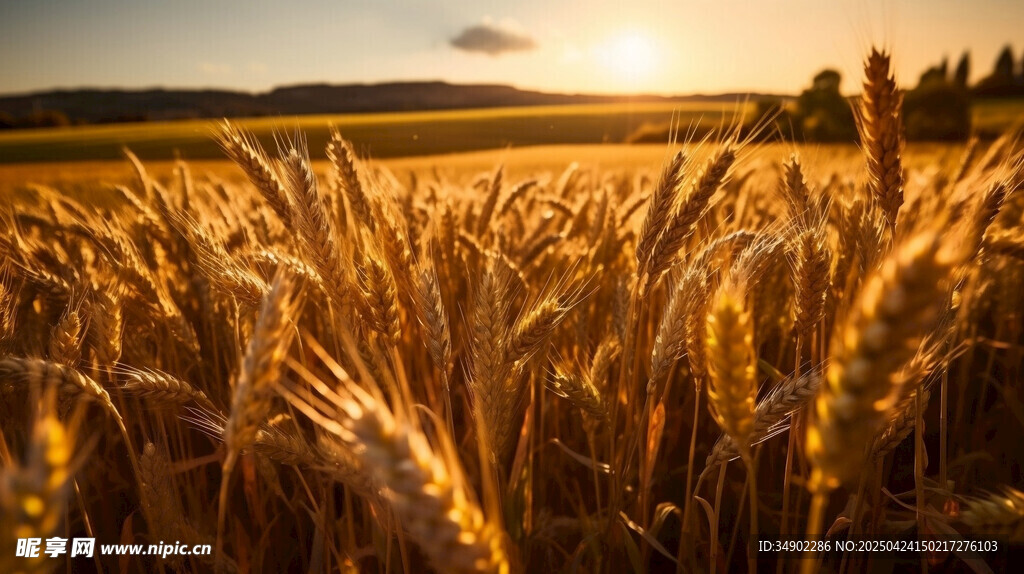 金色麦田的夕阳美景