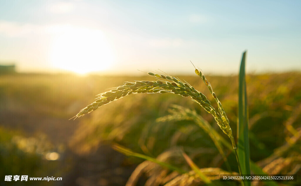 阳光下的稻穗