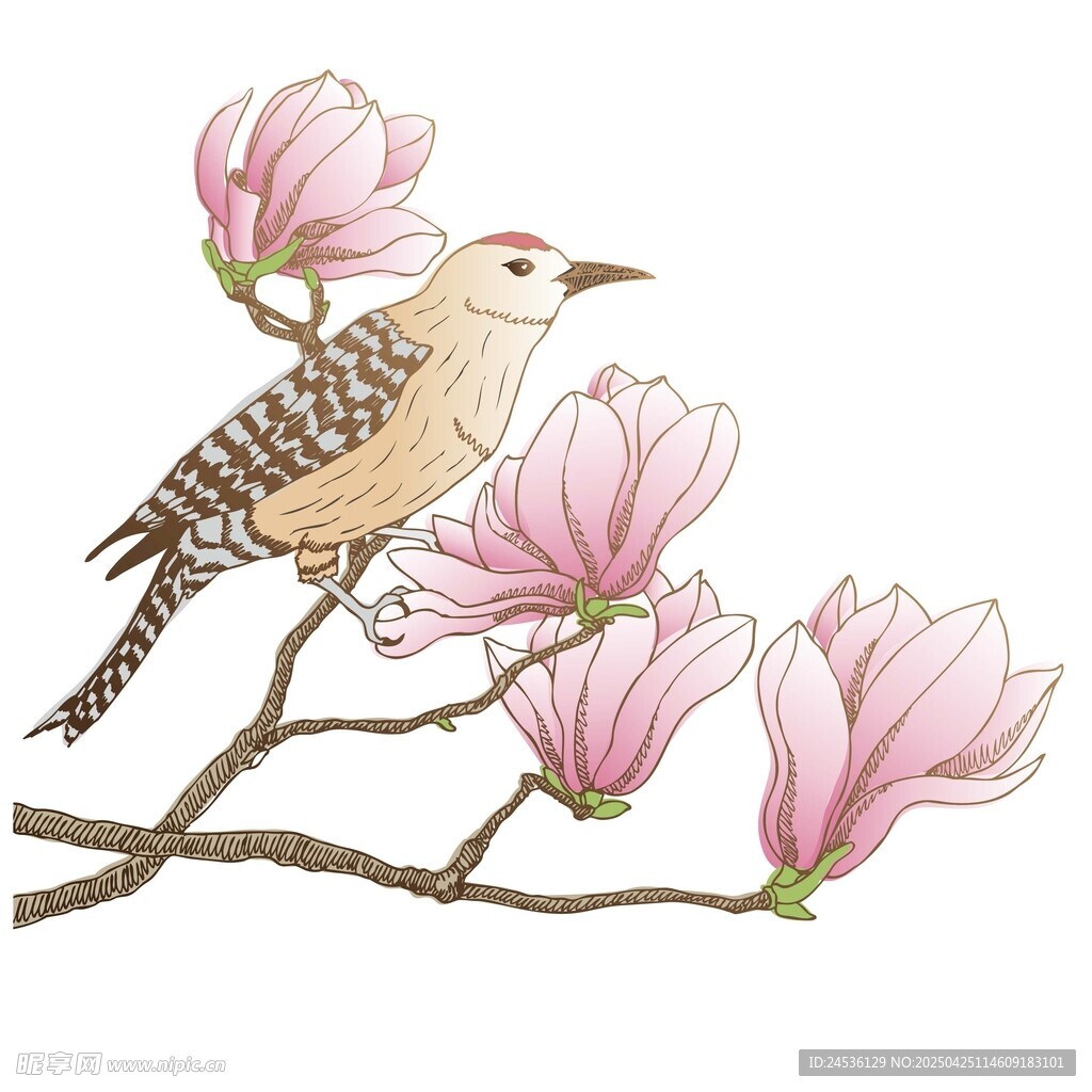 木兰花枝上的啄木鸟