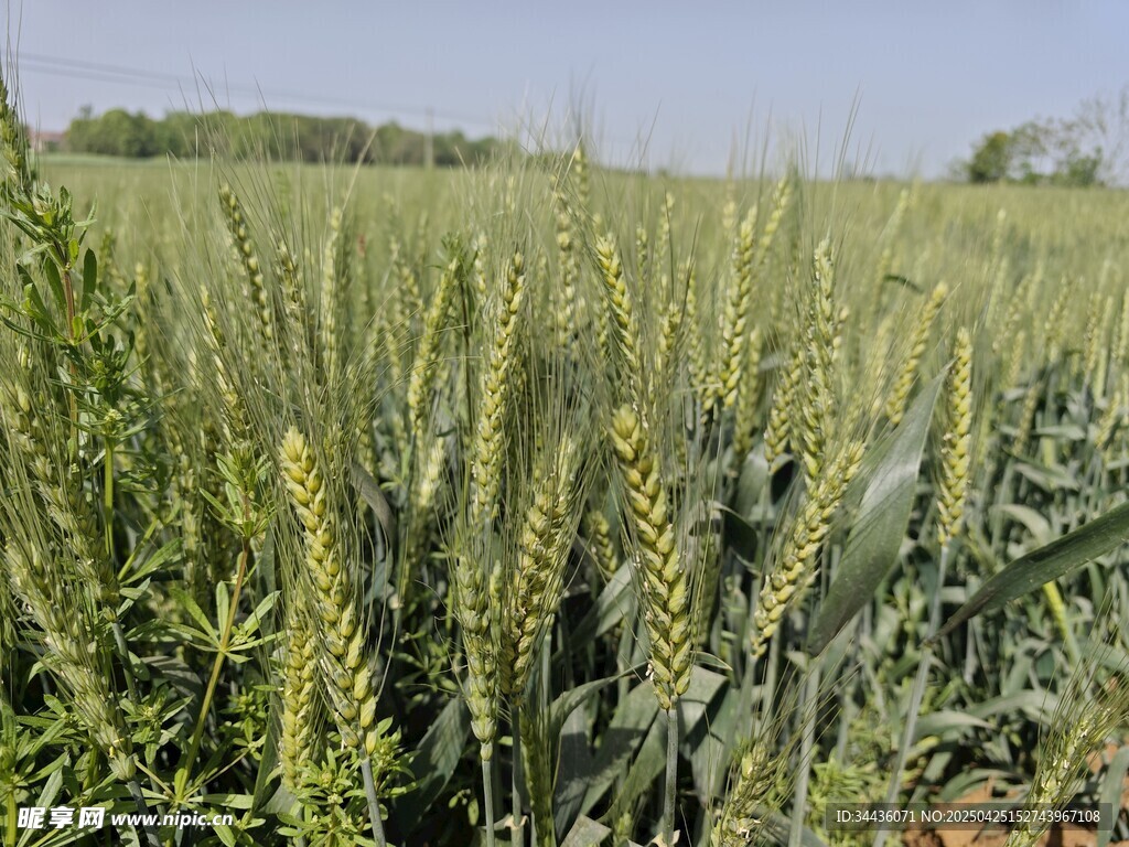 金黄麦田生机勃勃景象