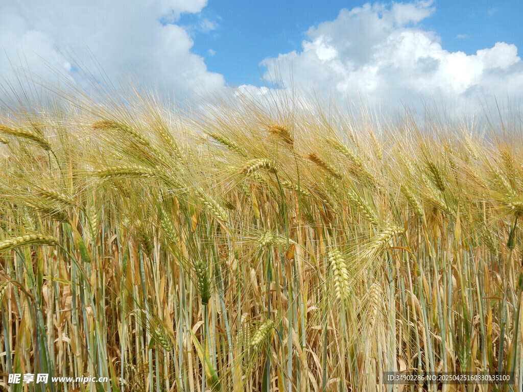 金黄麦田与蓝天白云