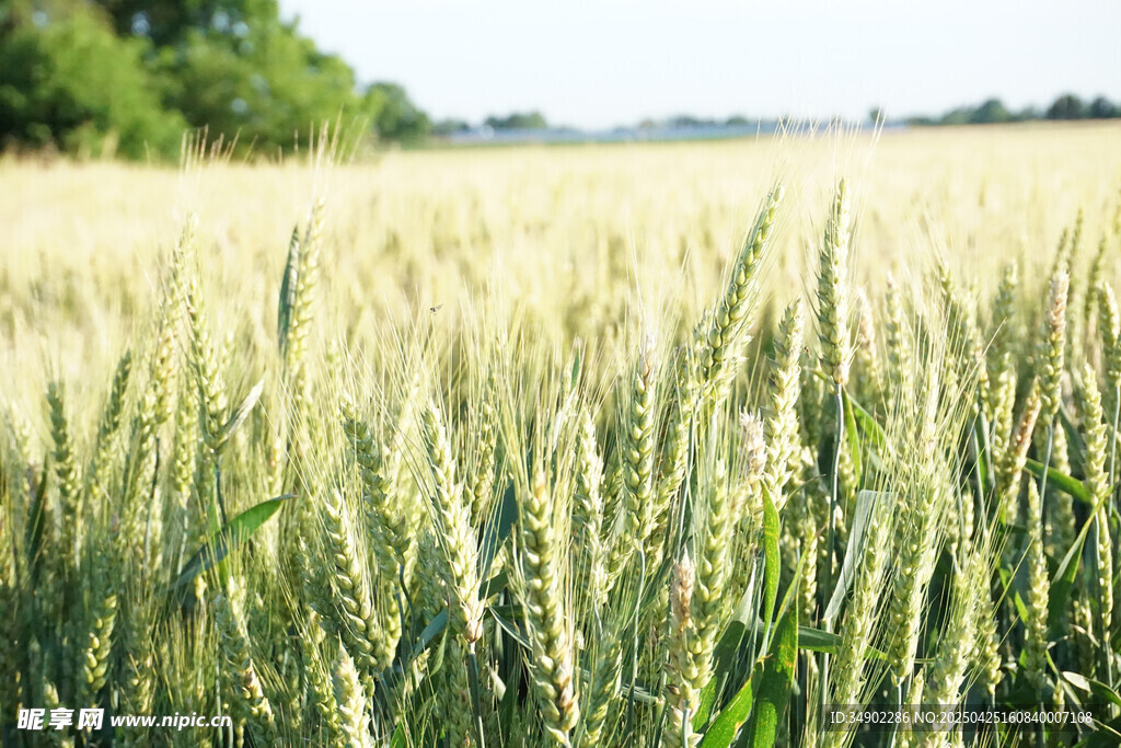 金黄麦田 田园风光美景
