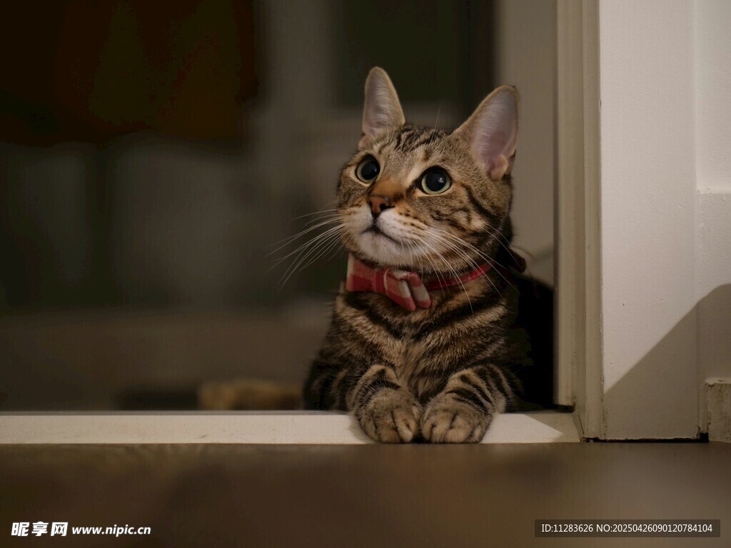 可爱猫咪趴地好奇张望