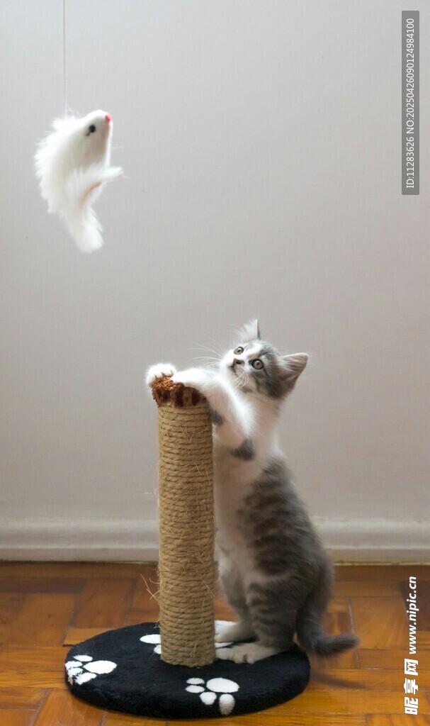 小猫玩逗猫棒超可爱