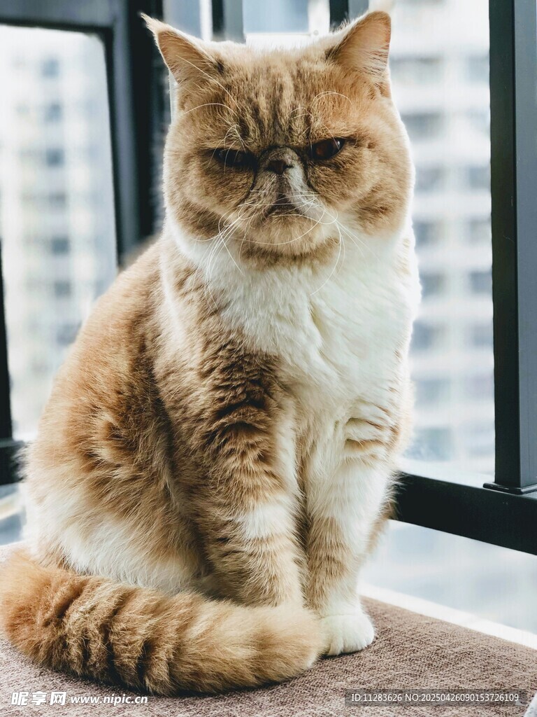 窗边猫咪安静端坐