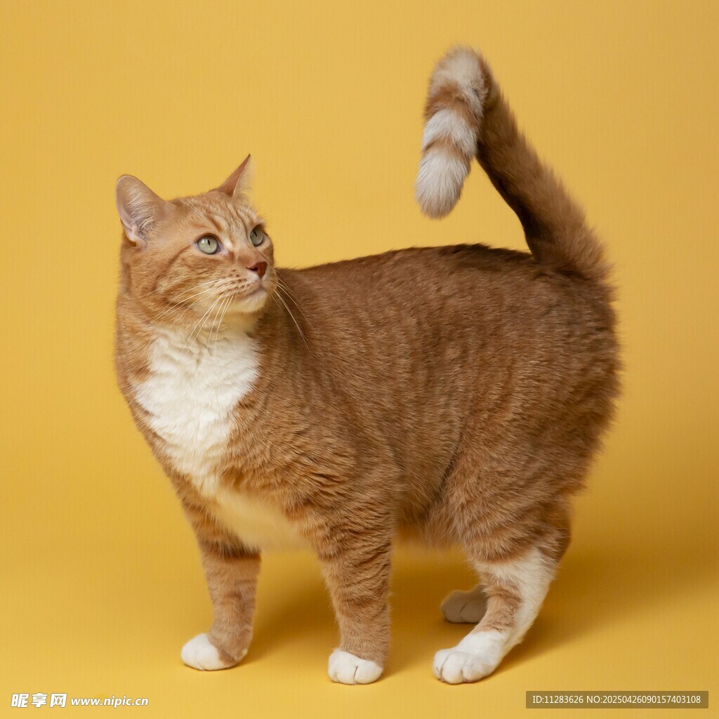 可爱猫咪