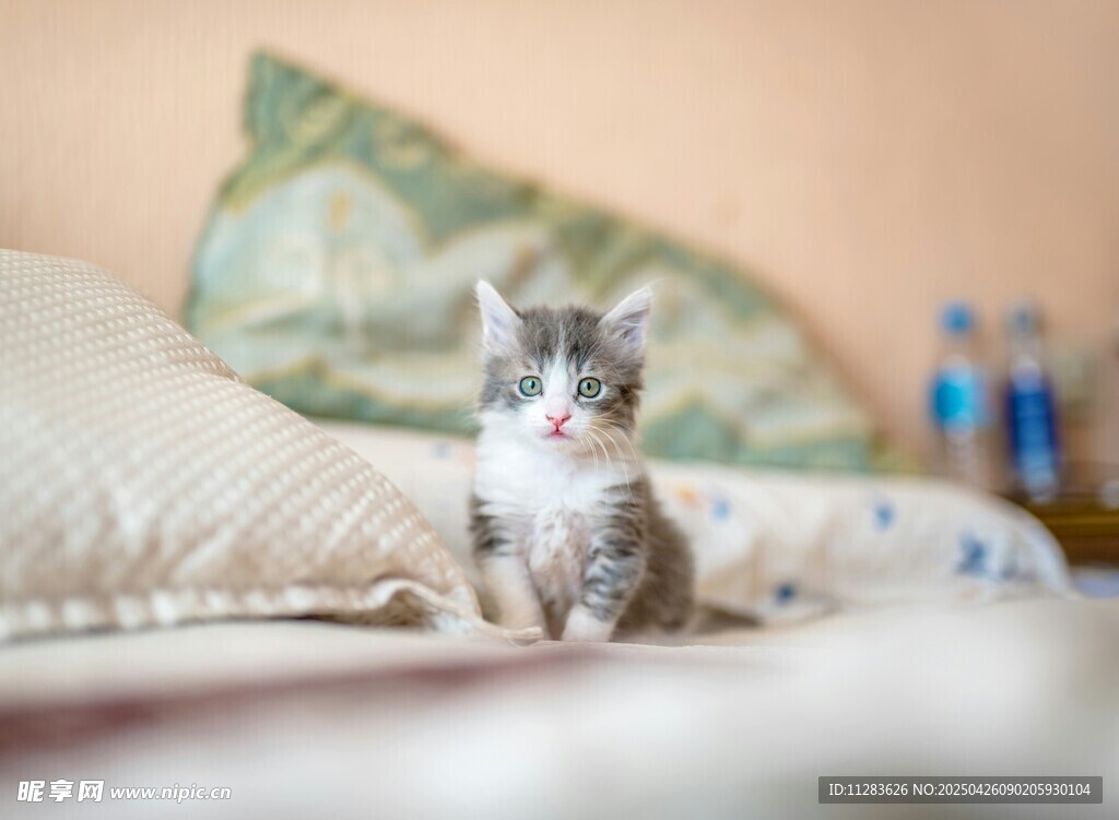 可爱小猫端坐于柔软床铺
