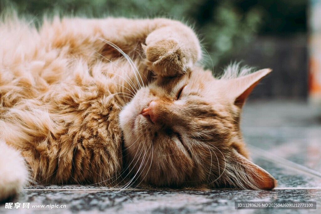 橘猫惬意翻滚