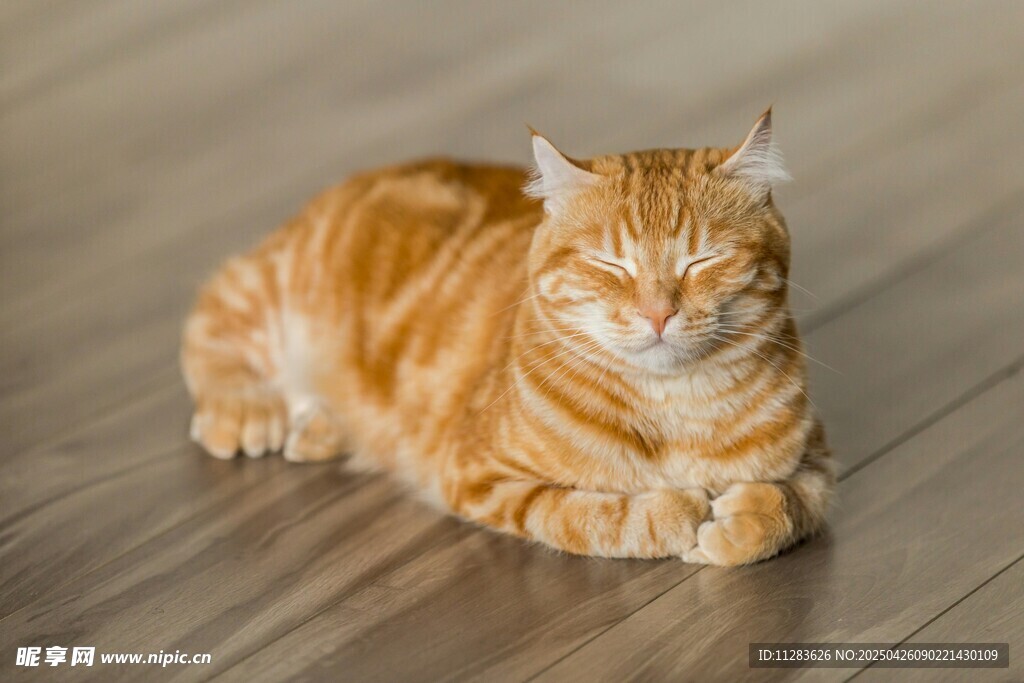 橘猫惬意趴木地板