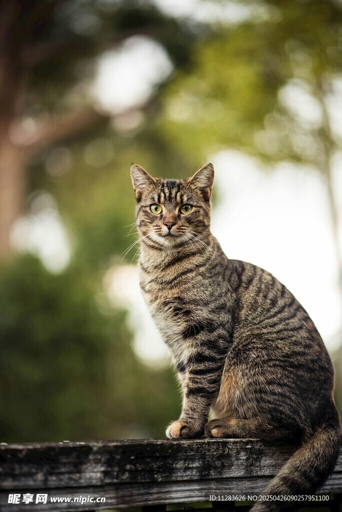 蹲坐木栏的斑纹猫咪