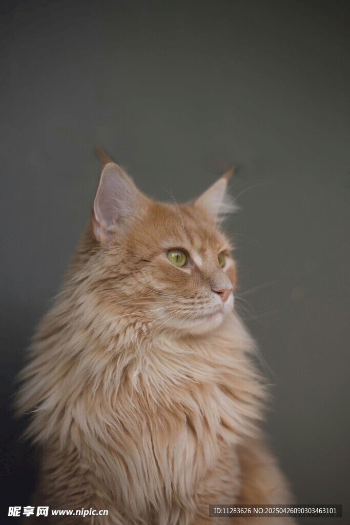 长毛猫侧头优雅瞬间