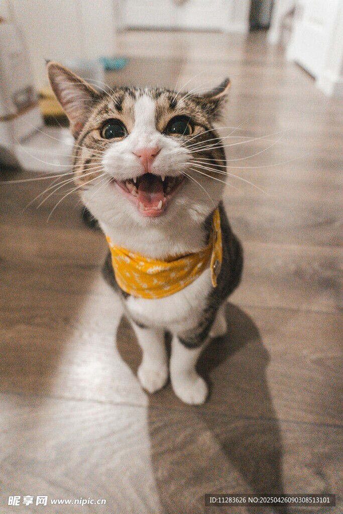 猫咪张嘴露笑