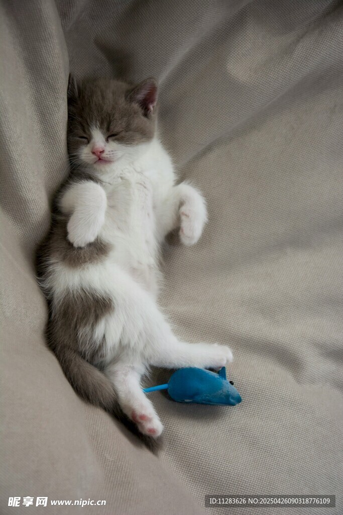 躺卧玩耍的可爱小猫咪