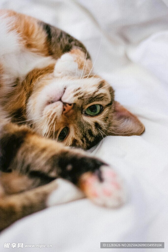 慵懒猫咪惬意躺卧