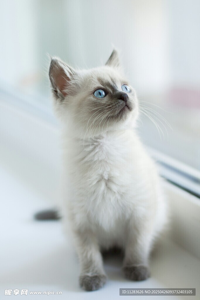 可爱暹罗小猫窗边凝望