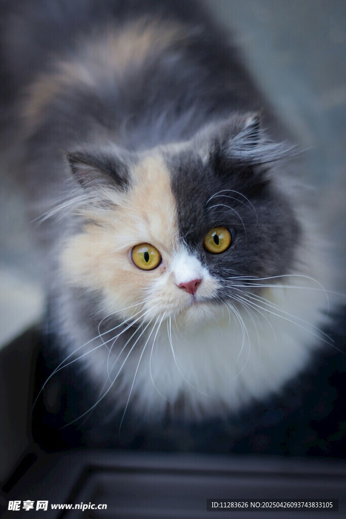 三色萌猫凝视镜头