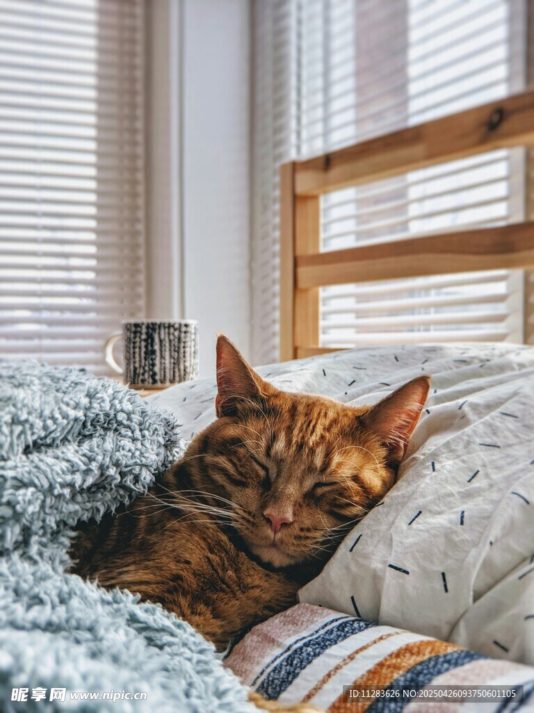 慵懒猫咪惬意躺卧在床