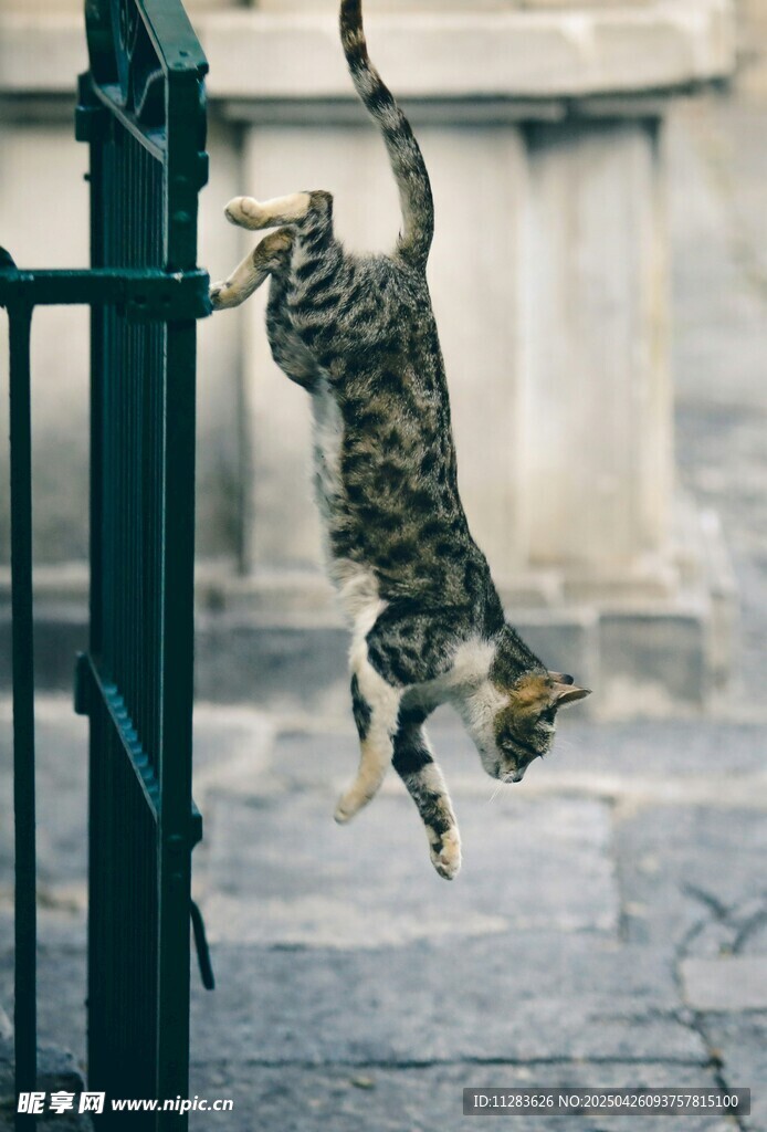 猫咪倒挂在绿色栏杆上