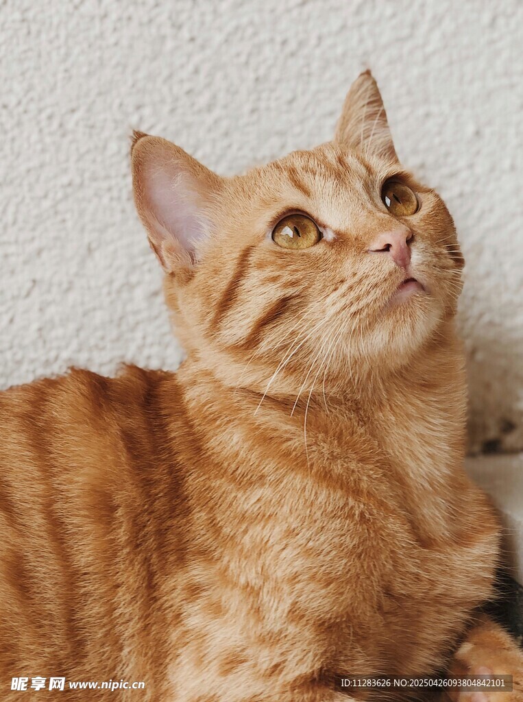 橘猫仰头望