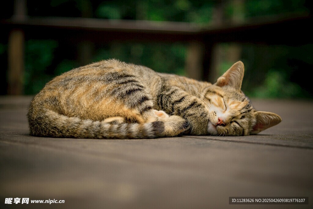 酣睡的斑纹猫咪