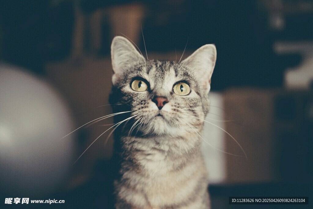 仰头凝视的可爱猫咪