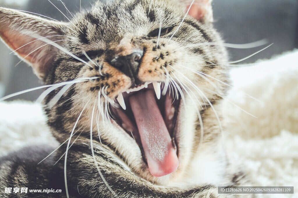 张嘴打哈欠的可爱猫咪