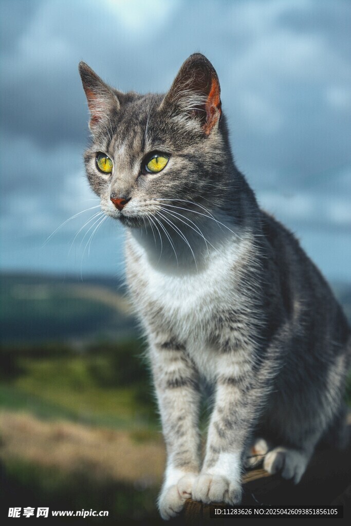 户外蹲坐的灰毛猫咪