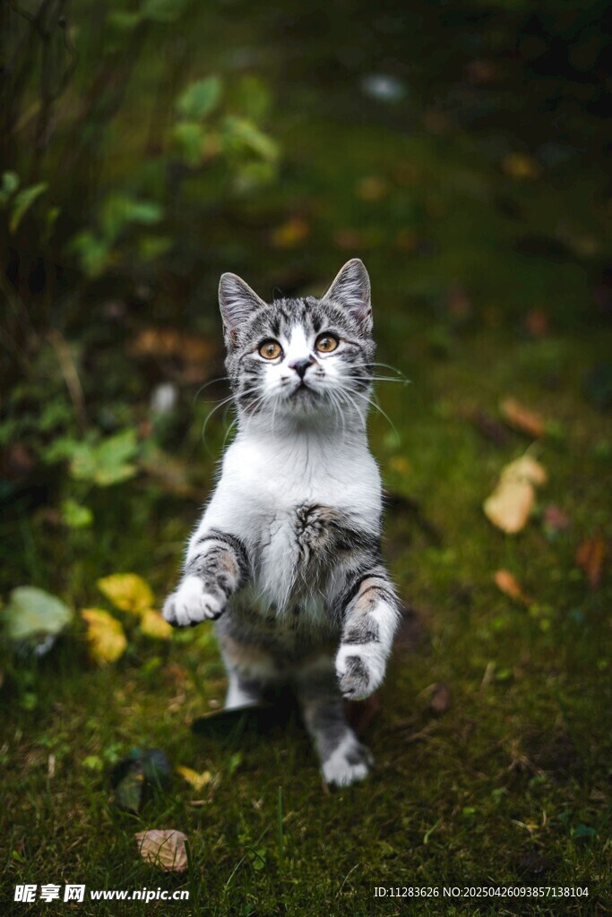 站立的萌猫在绿意中