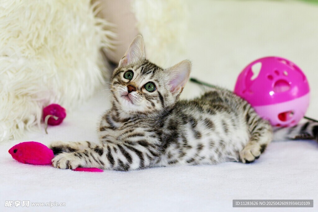 可爱小豹猫玩彩色玩具