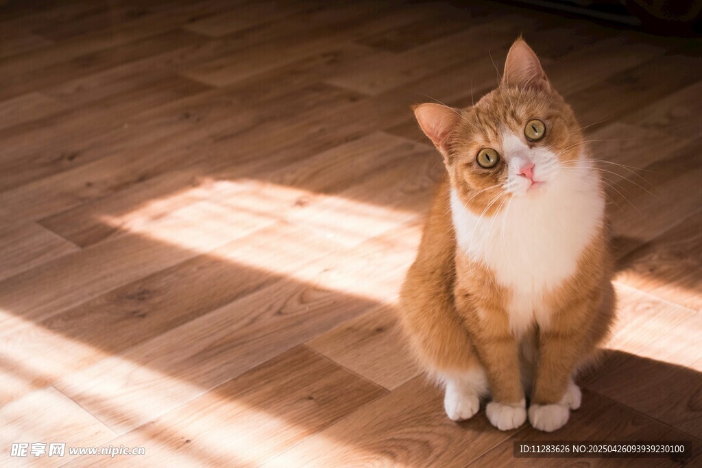 阳光中坐地板的可爱猫咪