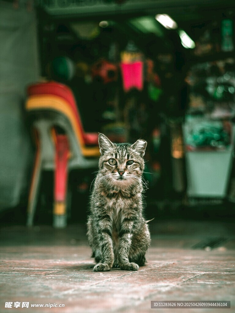 室内独坐的斑纹猫咪