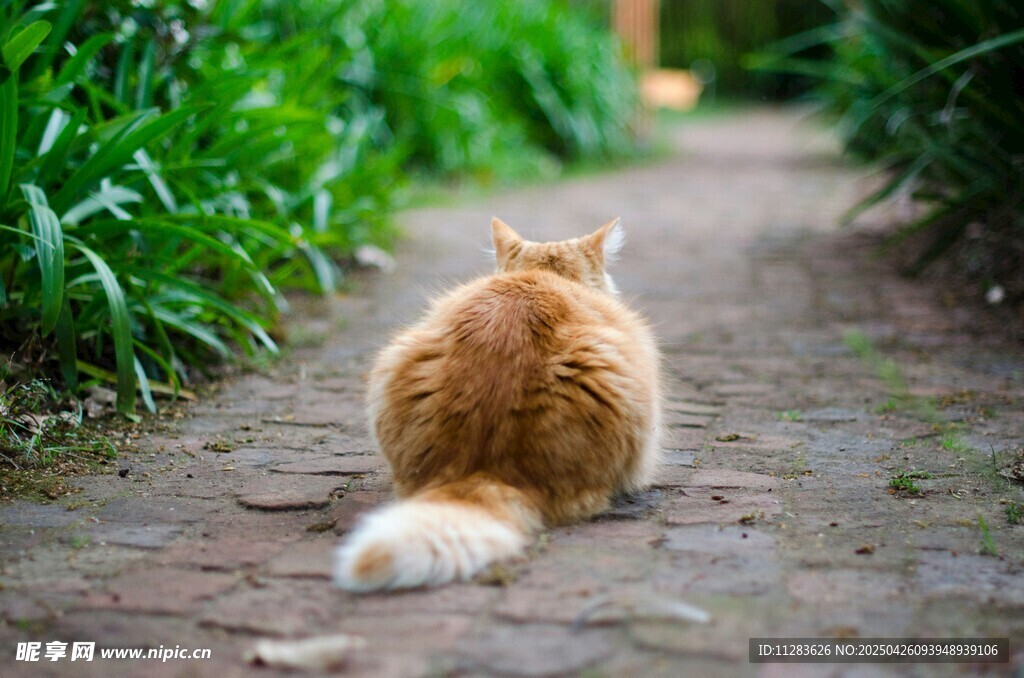 小橘猫独坐小径