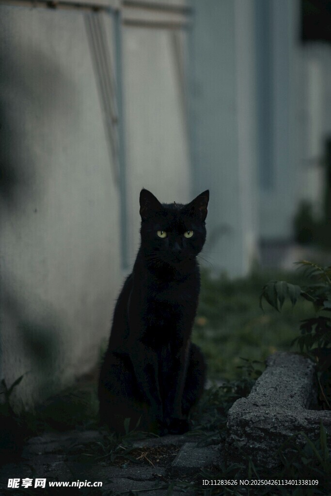 黑夜中的黑猫