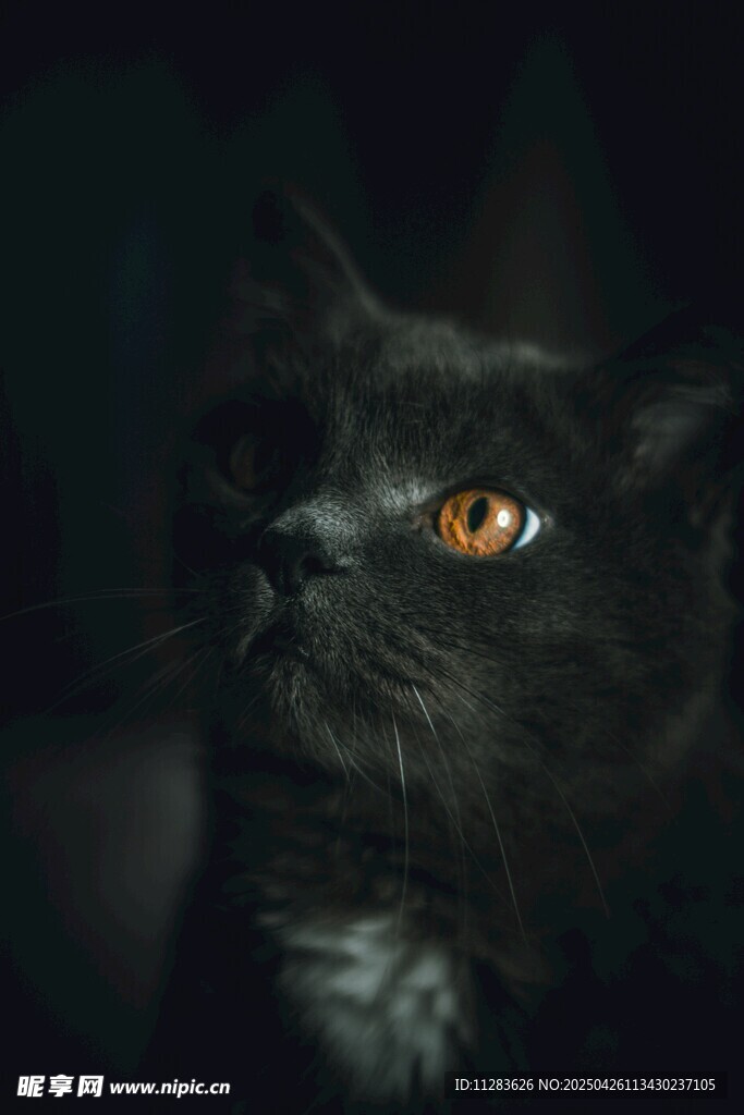 黑猫凝视